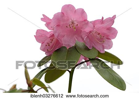 Stock Image - "Rhododendron (Rhododendron orbiculare), Haren, Emsland, Lower Saxony, Germany, Europe". Fotosearch