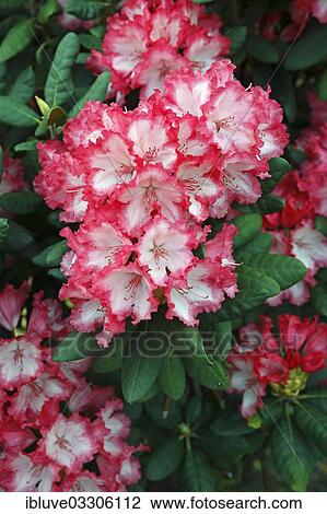 "Rhododendron variety """"Coquette"""" (Rhododendron yakushimanum hybrid """"Coquette""""), cultivar, flowering, Germany, Europe" View Large Photo Image Stock Image - "Rhododendron variety """"Coquette"""" (Rhododendron yakushimanum hybrid """"Coquette""""), cultivar, flowering, Germany, Europe". Fotosearch