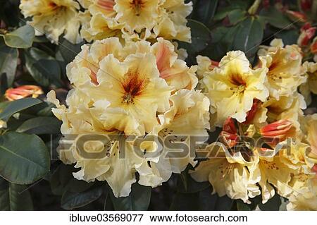 "Rhododendron variety """"Gold Double"""" (Rhododendron hybrid 'Golddouble'), flowering" View Large Photo Image Stock Photo - "Rhododendron variety """"Gold Double"""" (Rhododendron hybrid 'Golddouble'), flowering". Fotosearch