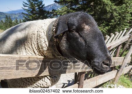 Stock Image - "Rhoen sheep standing at a fence in the Alpstein region, Wasserauen, Appenzell Innerrhoden, Appenzell Inner Rhodes, Switzerland, Europe, PublicGround, Europe". Fotosearch