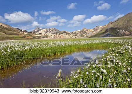 "Rhyolite mountains, cotton grass (Eriophorum) in front, Landmannalaugar, Iceland, Europe" View Large Photo Image Stock Image - "Rhyolite mountains, cotton grass (Eriophorum) in front, Landmannalaugar, Iceland, Europe". Fotosearch
