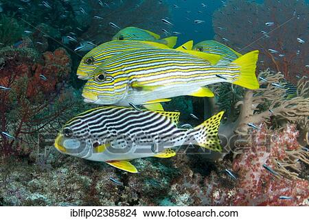 "Ribboned Sweetlips (Plectorhinchus polytaenia), and Diagonal-banded Sweetlips (Plectorhinchus lineatus), adults, swimming together, Dampier Straits, Raja Ampat Islands, Four Kings, West Papua, New Guinea, Indonesia, Southeast Asia, Asia" View Large Photo Image Picture - "Ribboned Sweetlips (Plectorhinchus polytaenia), and Diagonal-banded Sweetlips (Plectorhinchus lineatus), adults, swimming together, Dampier Straits, Raja Ampat Islands, Four Kings, West Papua, New Guinea, Indonesia, Southeast Asia, Asia". Fotosearch