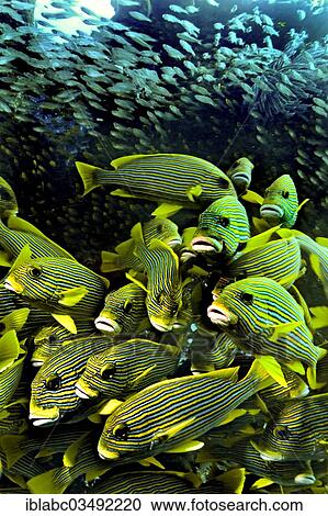 "Ribboned Sweetlips (Plectorhinchus polytaenia) and a swarm of glass fish, Kri Island, Dampier Strait, West Papua, Indonesia, Asia" View Large Photo Image Stock Image - "Ribboned Sweetlips (Plectorhinchus polytaenia) and a swarm of glass fish, Kri Island, Dampier Strait, West Papua, Indonesia, Asia". Fotosearch