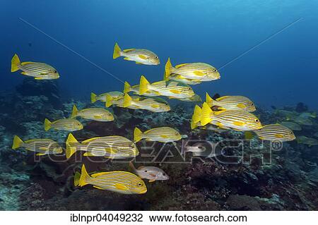 "Ribboned sweetlips (Plectorhinchus polytaenia), Great Barrier Reef, Pacific, Australia, Oceania" View Large Photo Image Stock Image - "Ribboned sweetlips (Plectorhinchus polytaenia), Great Barrier Reef, Pacific, Australia, Oceania". Fotosearch