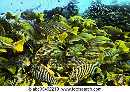 "Ribboned Sweetlips (Plectorhinchus polytaenia), Kri Island, Dampier Strait, West Papua, Indonesia, Asia" View Large Photo Image Stock Photo - "Ribboned Sweetlips (Plectorhinchus polytaenia), Kri Island, Dampier Strait, West Papua, Indonesia, Asia". Fotosearch