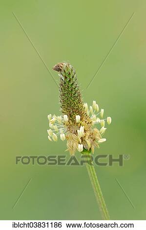 "Ribwort plantain (Plantago lanceolata), flower, Provence, Southern France, France, Europe" View Large Photo Image Stock Photograph - "Ribwort plantain (Plantago lanceolata), flower, Provence, Southern France, France, Europe". Fotosearch