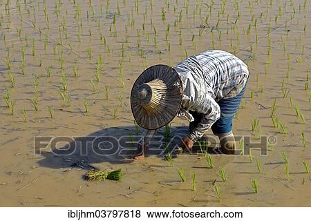 "Rice cultivation, worker in a rice paddy, Northern Thailand, Thailand, Asia" View Large Photo Image Stock Photo - "Rice cultivation, worker in a rice paddy, Northern Thailand, Thailand, Asia". Fotosearch