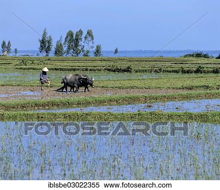 "Rice farmer and water buffalo in a rice field, Zentralvietnam, Vietnam, Asia" View Large Photo Image Stock Photography - "Rice farmer and water buffalo in a rice field, Zentralvietnam, Vietnam, Asia". Fotosearch