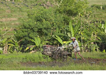 Stock Image - "Rice farmer working in rice terraces, Ubud, Bali, Indonesia, Asia". Fotosearch