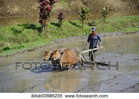 "Rice farmer working with oxen on a rice paddy, rice terraces of Jatiluwih, Bali, Indonesia, Asia" View Large Photo Image Stock Photography - "Rice farmer working with oxen on a rice paddy, rice terraces of Jatiluwih, Bali, Indonesia, Asia". Fotosearch
