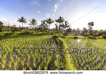 "Rice field with palm trees, Terara, Lombok Island, Nusa Tenggara Barat Province, Indonesia, Asia" View Large Photo Image Stock Photo - "Rice field with palm trees, Terara, Lombok Island, Nusa Tenggara Barat Province, Indonesia, Asia". Fotosearch