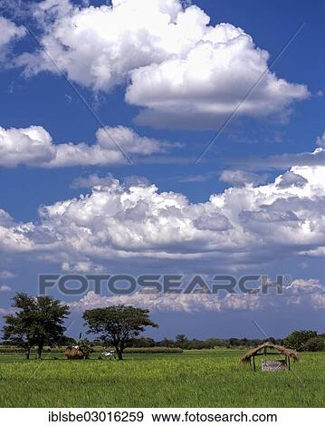 "Rice fields in the province of Nueva Ecija, blue sky with clouds, Nueva Ecija, Luzon, Philippines, Asia" View Large Photo Image Stock Photo - "Rice fields in the province of Nueva Ecija, blue sky with clouds, Nueva Ecija, Luzon, Philippines, Asia". Fotosearch