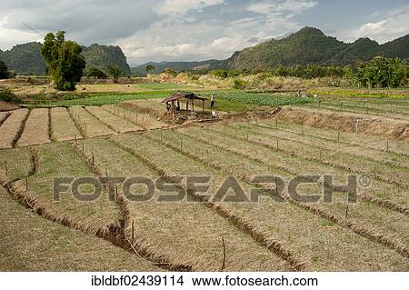 Picture - "Rice fields, northern Thailand, Thailand, Asia". Fotosearch