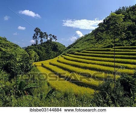 "Rice fields, rice terraces, Chiang Rai, Chiang Rai Province, Northern Thailand, Thailand, Asia" View Large Photo Image Picture - "Rice fields, rice terraces, Chiang Rai, Chiang Rai Province, Northern Thailand, Thailand, Asia". Fotosearch