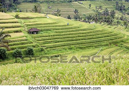 "Rice fields, Tetebatu, Lombok island, Nusa Tenggara Barat Province, Indonesia, Asia" View Large Photo Image Stock Photo - "Rice fields, Tetebatu, Lombok island, Nusa Tenggara Barat Province, Indonesia, Asia". Fotosearch
