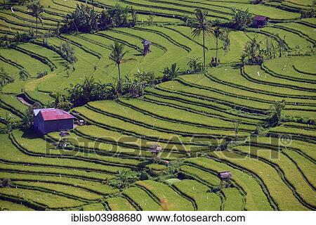 "Rice paddies and rice terraces, Munduk, Central Bali, Bali, Indonesia, Asia" View Large Photo Image Stock Image - "Rice paddies and rice terraces, Munduk, Central Bali, Bali, Indonesia, Asia". Fotosearch