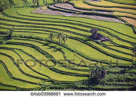 "Rice paddies and rice terraces, Munduk, Central Bali, Bali, Indonesia, Asia" View Large Photo Image Stock Image - "Rice paddies and rice terraces, Munduk, Central Bali, Bali, Indonesia, Asia". Fotosearch