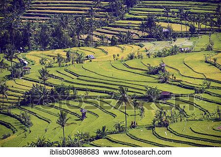 "Rice paddies and rice terraces, Munduk, Central Bali, Bali, Indonesia, Asia" View Large Photo Image Stock Image - "Rice paddies and rice terraces, Munduk, Central Bali, Bali, Indonesia, Asia". Fotosearch