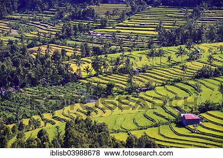 "Rice paddies and rice terraces, Munduk, Central Bali, Bali, Indonesia, Asia" View Large Photo Image Stock Photo - "Rice paddies and rice terraces, Munduk, Central Bali, Bali, Indonesia, Asia". Fotosearch