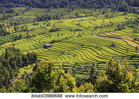 "Rice paddies and rice terraces, Munduk, Central Bali, Bali, Indonesia, Asia" View Large Photo Image Stock Photo - "Rice paddies and rice terraces, Munduk, Central Bali, Bali, Indonesia, Asia". Fotosearch