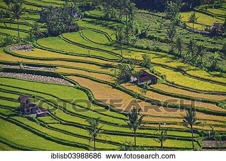 "Rice paddies and rice terraces, Munduk, Central Bali, Bali, Indonesia, Asia" View Large Photo Image Stock Photograph - "Rice paddies and rice terraces, Munduk, Central Bali, Bali, Indonesia, Asia". Fotosearch
