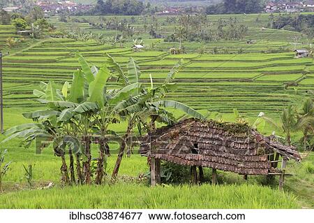 "Rice paddies, rice cultivation, rice terraces, Bali, Indonesia, Asia" View Large Photo Image Stock Photo - "Rice paddies, rice cultivation, rice terraces, Bali, Indonesia, Asia". Fotosearch