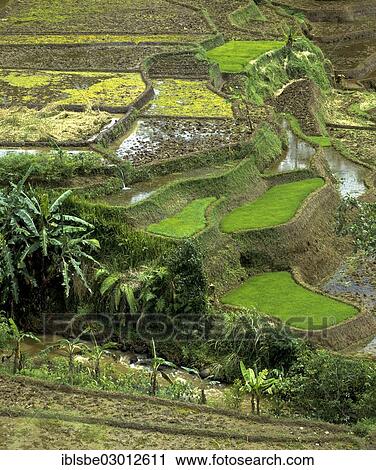 "Rice paddies, terrassed fields and coconut trees, Ubud, Bali, Sudostasien, Indonesia, Asia" View Large Photo Image Stock Image - "Rice paddies, terrassed fields and coconut trees, Ubud, Bali, Sudostasien, Indonesia, Asia". Fotosearch