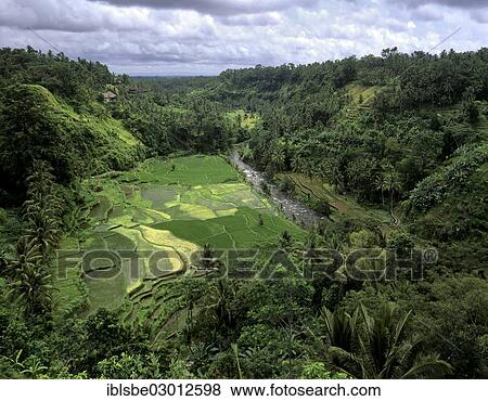 "Rice paddies, terrassed fields and coconut trees, Ubud, Bali, Sudostasien, Indonesia, Asia" View Large Photo Image Stock Photo - "Rice paddies, terrassed fields and coconut trees, Ubud, Bali, Sudostasien, Indonesia, Asia". Fotosearch