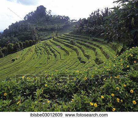 "Rice paddies, terrassed fields and coconut trees, Ubud, Bali, Sudostasien, Indonesia, Asia" View Large Photo Image Stock Photo - "Rice paddies, terrassed fields and coconut trees, Ubud, Bali, Sudostasien, Indonesia, Asia". Fotosearch