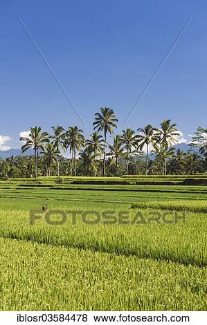 "Rice paddies with coconut trees, Tegallalang, Bali, Indonesia, Asia" View Large Photo Image Stock Photo - "Rice paddies with coconut trees, Tegallalang, Bali, Indonesia, Asia". Fotosearch