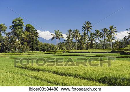"Rice paddies with coconut trees, Tegallalang, Bali, Indonesia, Asia" View Large Photo Image Stock Photo - "Rice paddies with coconut trees, Tegallalang, Bali, Indonesia, Asia". Fotosearch