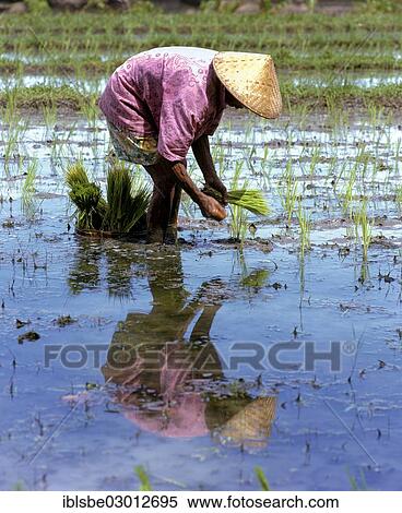 "Rice paddy, farmer cultivating rice, Westjava, Java, Indonesia, Asia" View Large Photo Image Stock Photography - "Rice paddy, farmer cultivating rice, Westjava, Java, Indonesia, Asia". Fotosearch