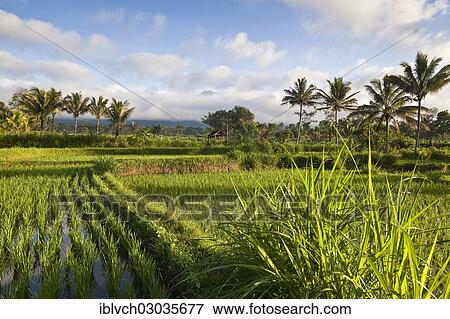 Stock Photo - "Rice paddy with palm trees, Terara, Lombok, Nusa Tenggara Barat Province, Indonesia, Asia". Fotosearch