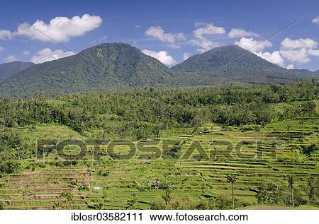 "Rice terrace landscape, Pacung, Bali, Indonesia, Asia" View Large Photo Image Stock Image - "Rice terrace landscape, Pacung, Bali, Indonesia, Asia". Fotosearch