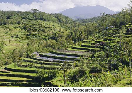"Rice terrace landscape, Pacung, Bali, Indonesia, Asia" View Large Photo Image Stock Photo - "Rice terrace landscape, Pacung, Bali, Indonesia, Asia". Fotosearch