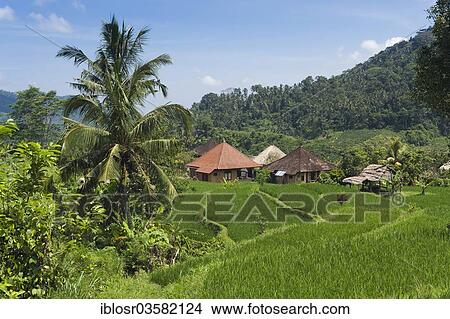 "Rice terrace landscape with coconut palms, Sidemen, Bali, Indonesia, Asia" View Large Photo Image Picture - "Rice terrace landscape with coconut palms, Sidemen, Bali, Indonesia, Asia". Fotosearch