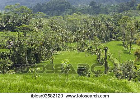 "Rice terrace landscape with coconut palms, Sidemen, Bali, Indonesia, Asia" View Large Photo Image Stock Image - "Rice terrace landscape with coconut palms, Sidemen, Bali, Indonesia, Asia". Fotosearch