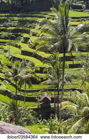 Picture - "Rice terraces and coconut trees, Tegallalang, Bali, Indonesia, Asia". Fotosearch