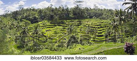 Stock Image - "Rice terraces and coconut trees, Tegallalang, Bali, Indonesia, Asia". Fotosearch