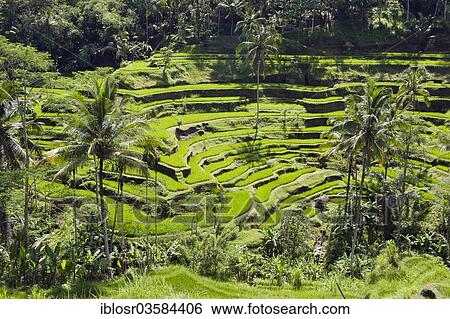 "Rice terraces and coconut trees, Tegallalang, Bali, Indonesia, Asia" View Large Photo Image Stock Photograph - "Rice terraces and coconut trees, Tegallalang, Bali, Indonesia, Asia". Fotosearch
