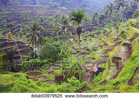 "Rice terraces near Tegallalang, Bali, Indonesia, Asia" View Large Photo Image Stock Photography - "Rice terraces near Tegallalang, Bali, Indonesia, Asia". Fotosearch