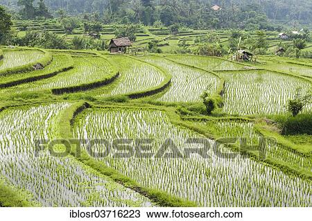 "Rice terraces, Tirtagangga, Bali, Indonesia, Asia" View Large Photo Image Stock Image - "Rice terraces, Tirtagangga, Bali, Indonesia, Asia". Fotosearch