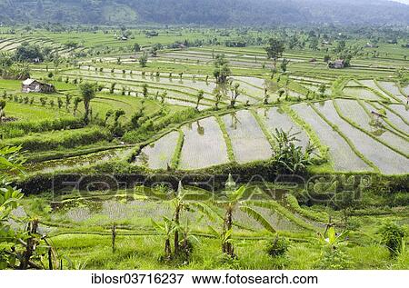 Stock Photo - "Rice terraces, Tirtagangga, Bali, Indonesia, Asia". Fotosearch