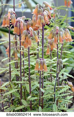 Picture - "Richauds Kalanchoe (Kalanchoe richaudii), native to Africa". Fotosearch