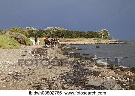 "Riders on the coast at Wulfener Hals, Fehmarn island, Schleswig-Holstein, Germany, Europe" View Large Photo Image Stock Photograph - "Riders on the coast at Wulfener Hals, Fehmarn island, Schleswig-Holstein, Germany, Europe". Fotosearch