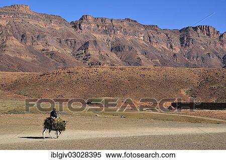 Stock Photography - "Riding a donkey near Kasbah Tamnougalt, Draatal, Tamnougalt, Souss-Massa-Draa region, Morocco, Africa". Fotosearch