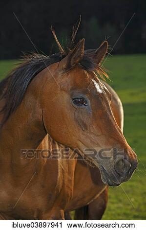 Stock Image - "Riding horse, portrait, Schleswig-Holstein, Germany, Europe". Fotosearch