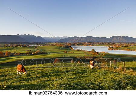"Riegsee Lake, view from Mt Aidlinger Hoehe, foothills of the Alps, Aidling, Riegsee, Pfaffenwinkel region, Upper Bavaria, Bavaria, Germany, Europe" View Large Photo Image Stock Photograph - "Riegsee Lake, view from Mt Aidlinger Hoehe, foothills of the Alps, Aidling, Riegsee, Pfaffenwinkel region, Upper Bavaria, Bavaria, Germany, Europe". Fotosearch