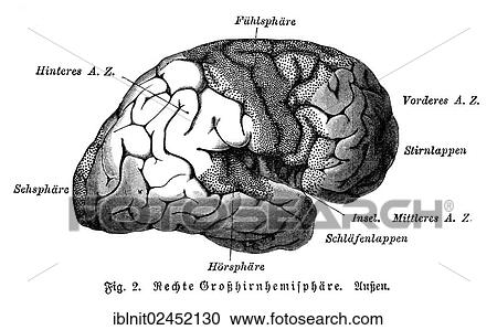 "Right cerebral hemisphere, exterior, illustration, Meyers Konversations-Lexikon encyclopedia, 1897" View Large Photo Image Stock Image - "Right cerebral hemisphere, exterior, illustration, Meyers Konversations-Lexikon encyclopedia, 1897". Fotosearch