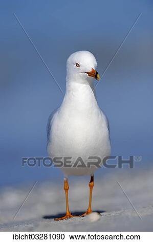 "Ring-billed Gull (Larus delawarensis) on the beach, Sanibel Island, Florida, United States, North America" View Large Photo Image Stock Image - "Ring-billed Gull (Larus delawarensis) on the beach, Sanibel Island, Florida, United States, North America". Fotosearch